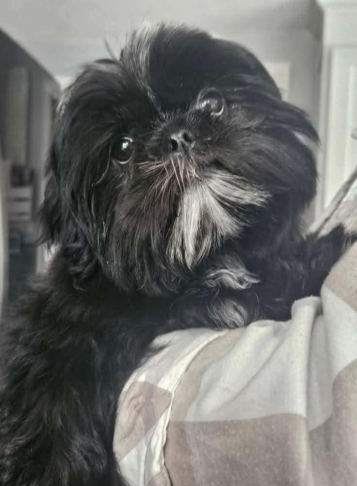Shih Tzu at Zulas Shih Tzu of Maine