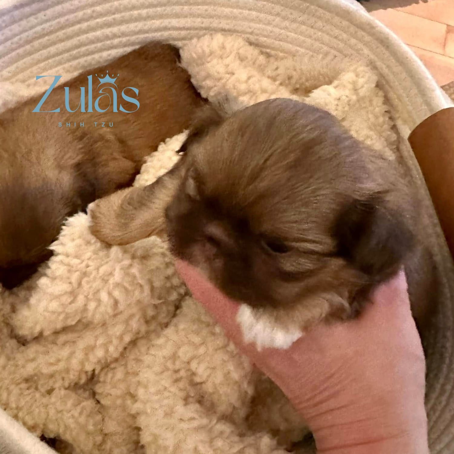 31shih tzu puppies maine east coastpng Our Process — Shih Tzu at Zulas Shih Tzu of Maine