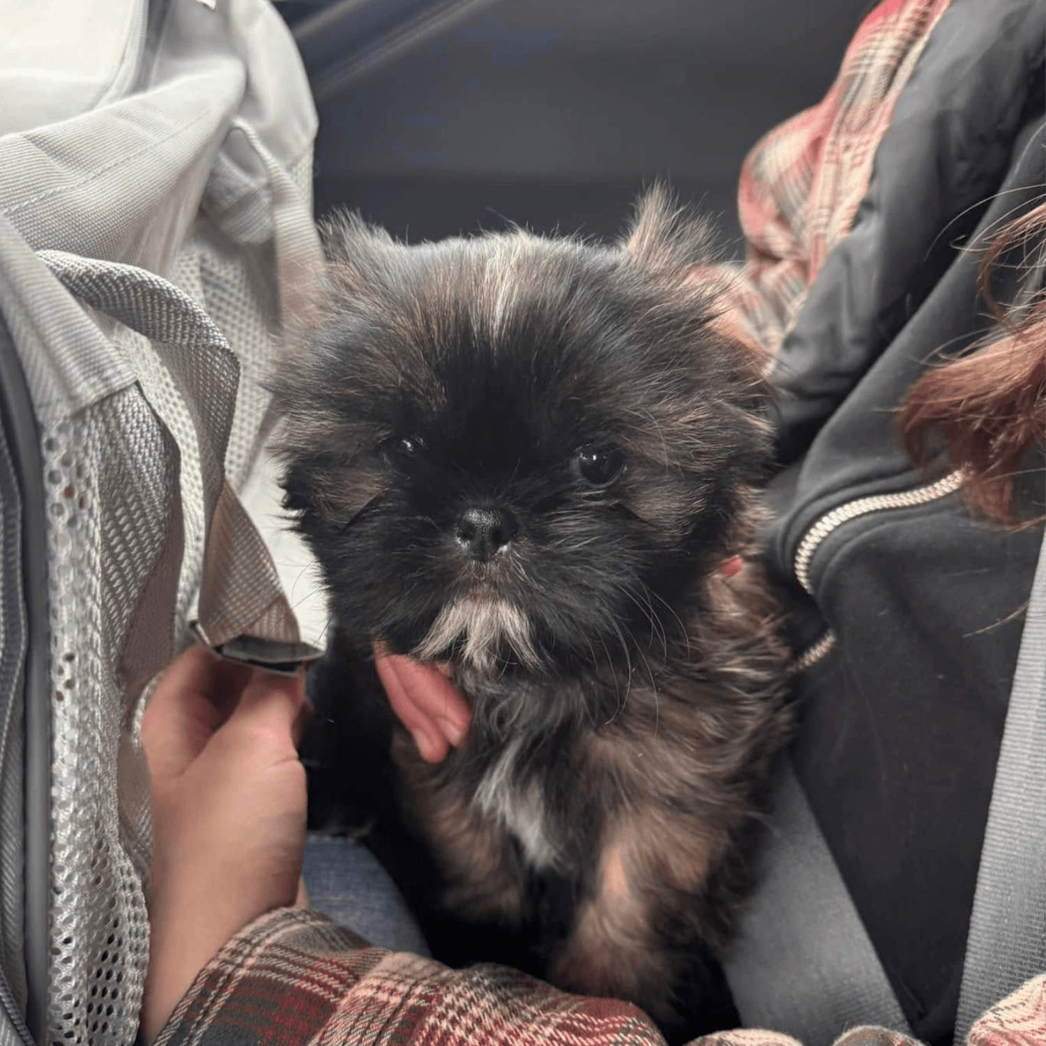 31shih tzu puppies maine east coastpng Our Process — Shih Tzu at Zulas Shih Tzu of Maine