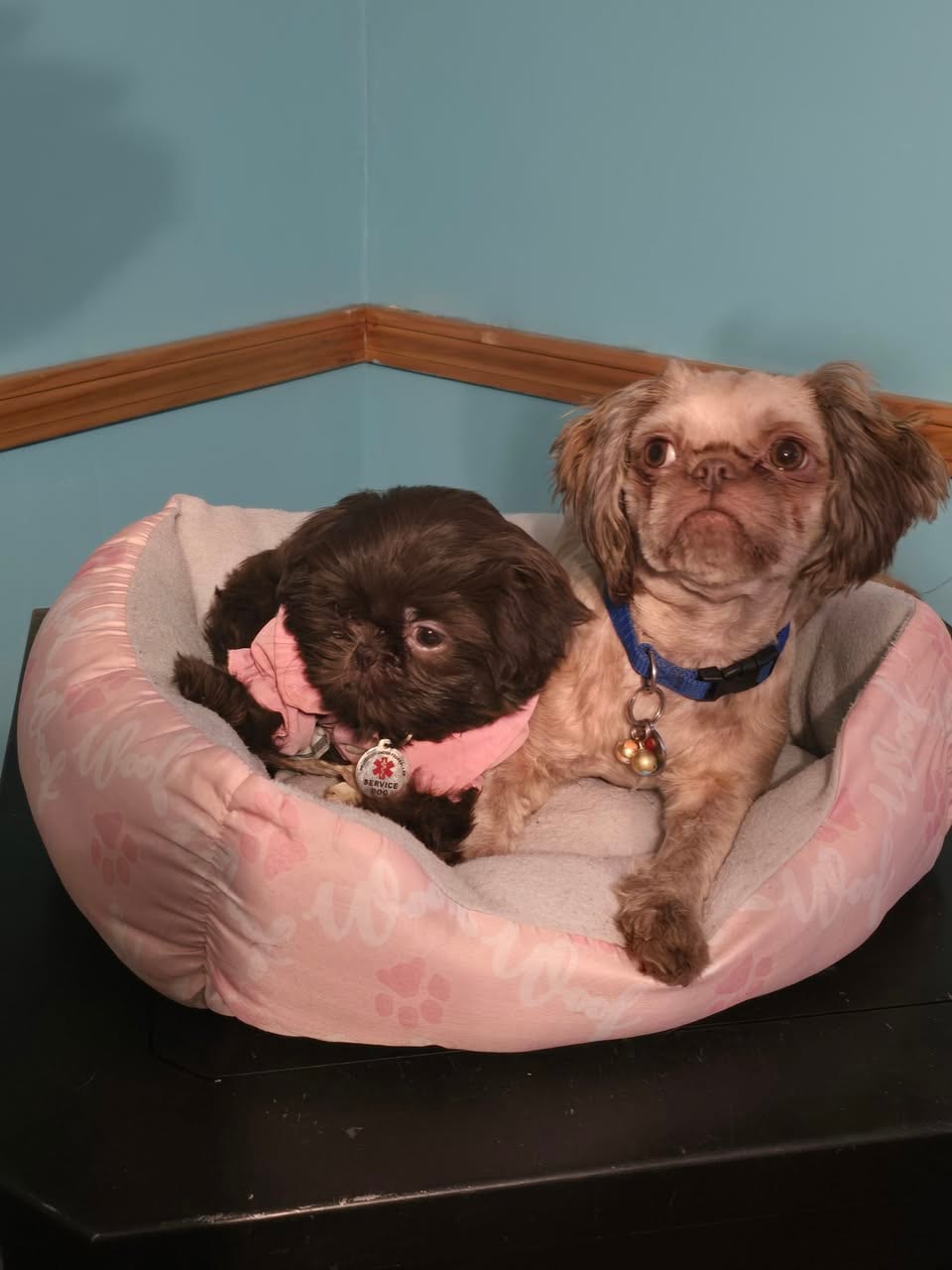 Is a testimonial — Shih Tzu at Zulas Shih Tzu of Maine