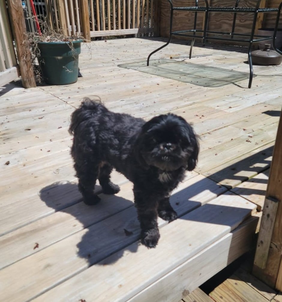 Shih Tzu at Zulas Shih Tzu of Maine