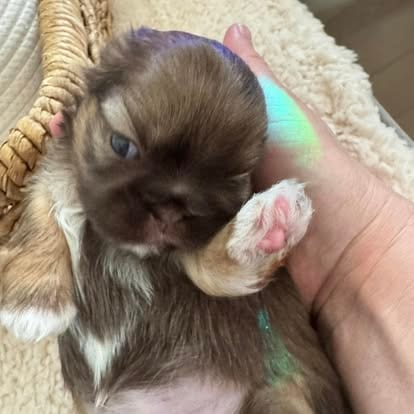 488505065_981620577445346_7969385522389900007_n Frequently Asked Questions — Shih Tzu at Zulas Shih Tzu of Maine