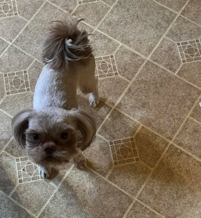 Shih Tzu at Zulas Shih Tzu of Maine