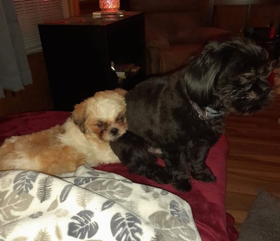 Shih Tzu at Zulas Shih Tzu of Maine
