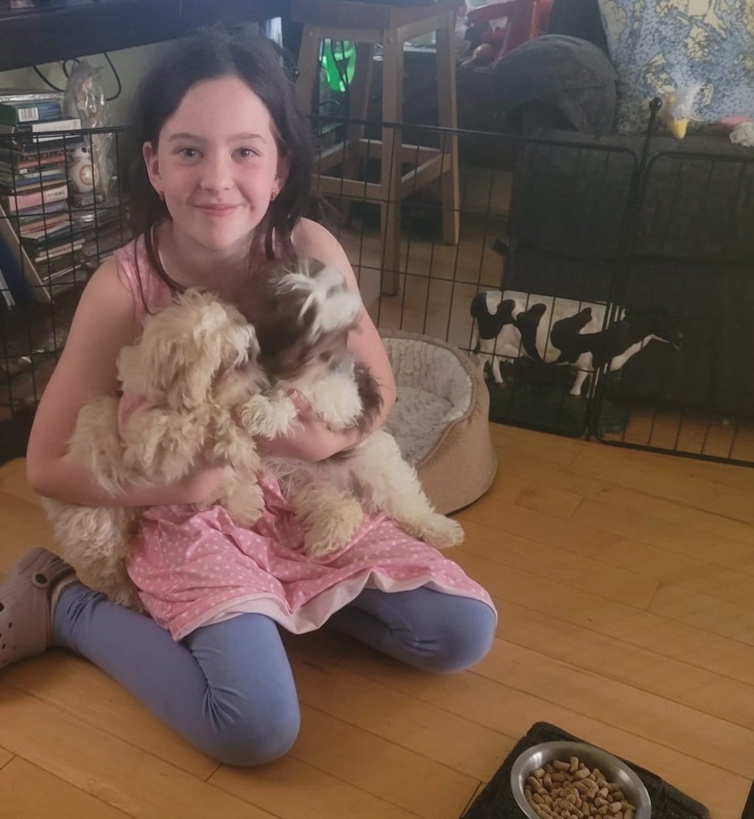 Shih Tzu at Zulas Shih Tzu of Maine