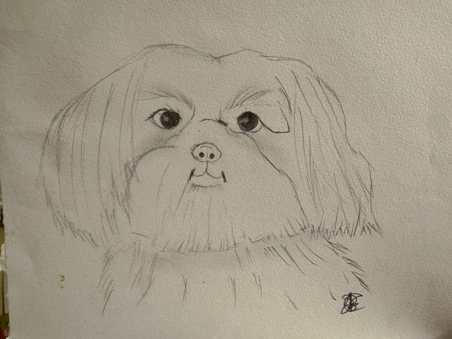 IMG_1849 Hello Friends, welcome. — Shih Tzu at Zulas Shih Tzu of Maine