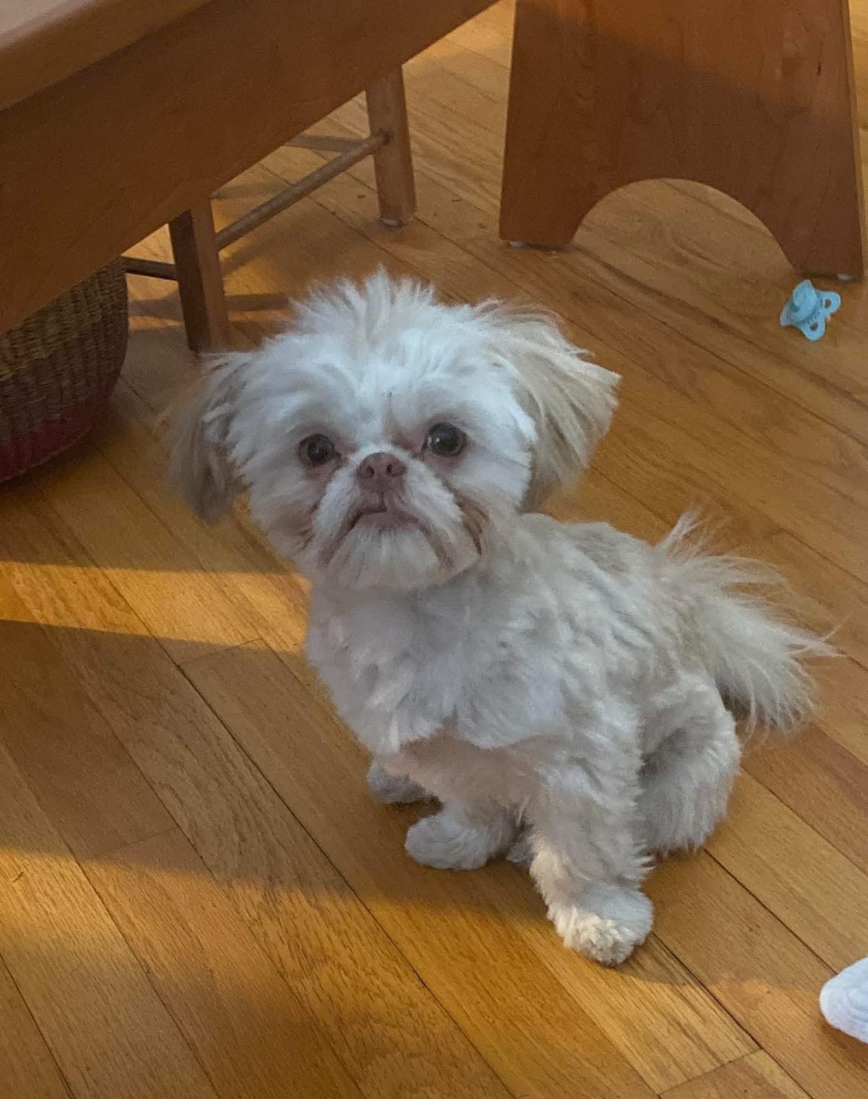 Is a testimonial — Shih Tzu at Zulas Shih Tzu of Maine
