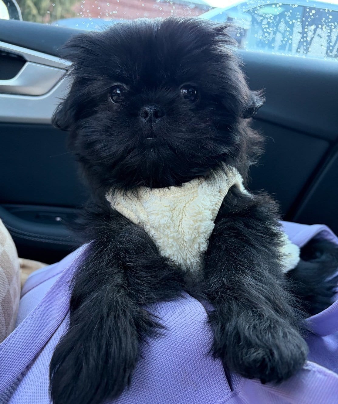 Shih Tzu at Zulas Shih Tzu of Maine