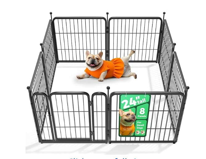 Shih Tzu at Zulas Shih Tzu of Maine