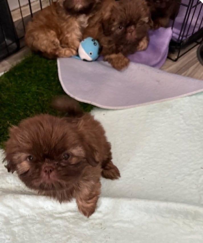Is a testimonial — Shih Tzu at Zulas Shih Tzu of Maine