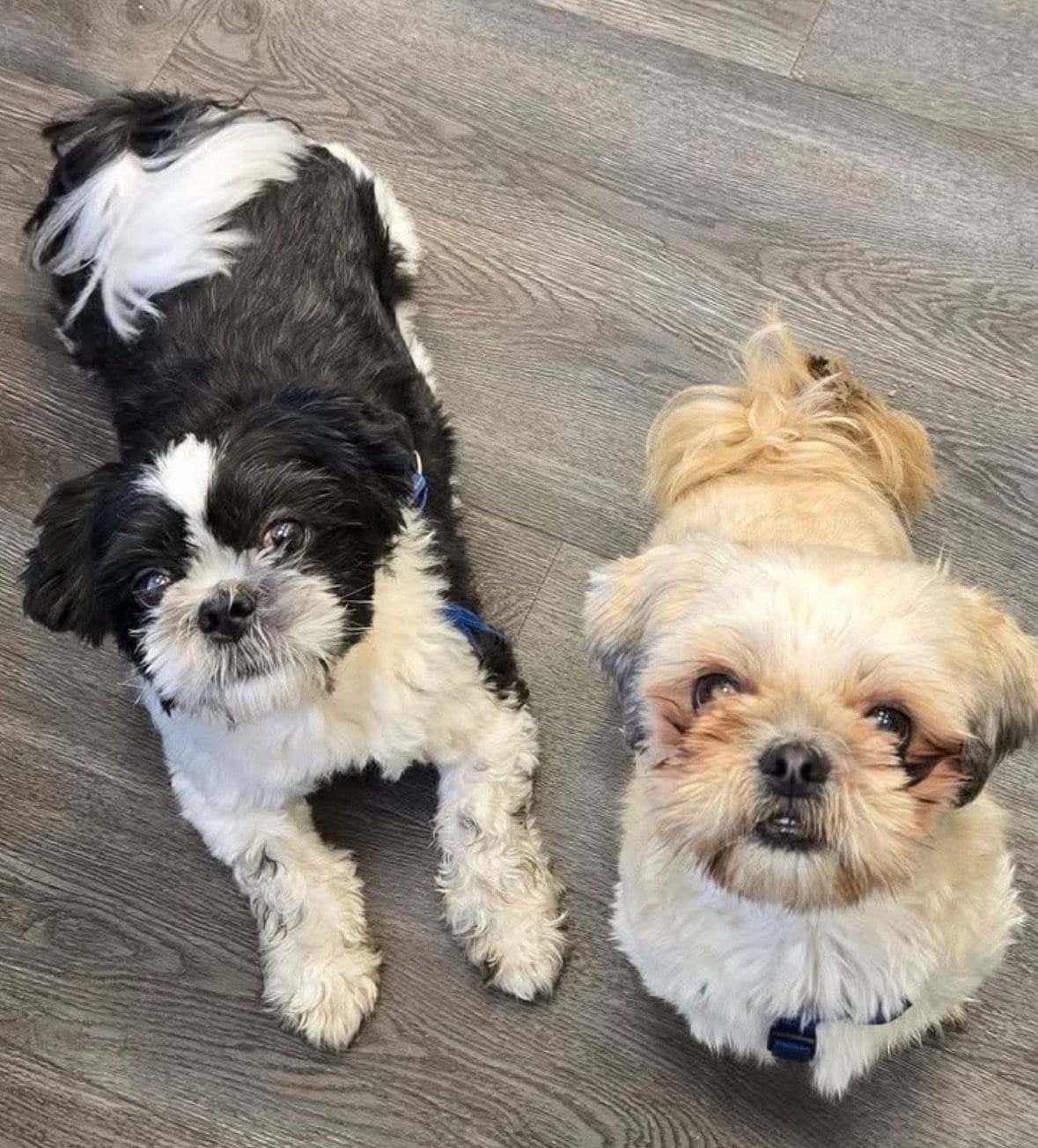 Shih Tzu at Zulas Shih Tzu of Maine