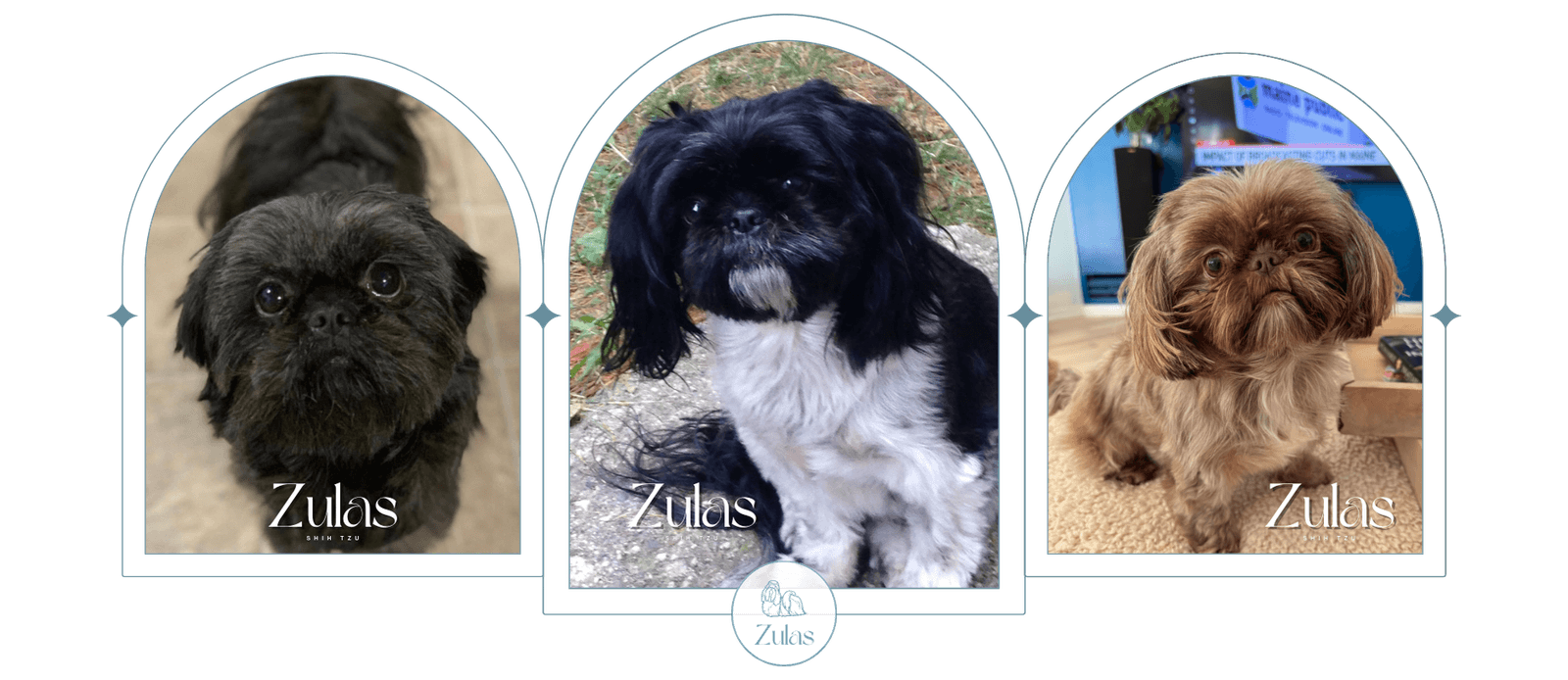 zulas shih tzu (2) Shih Tzu at Zulas Shih Tzu of Maine