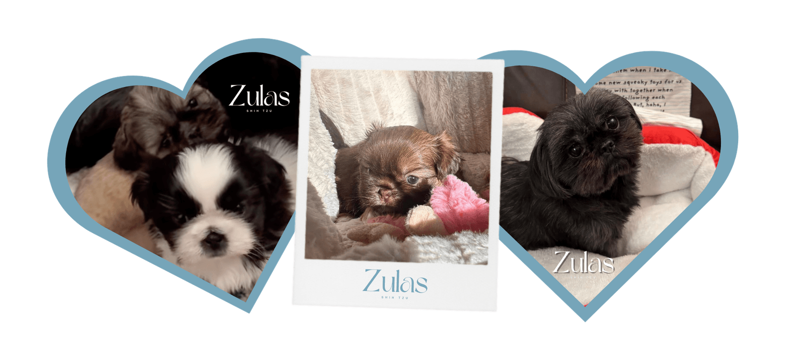 zulas shih tzu (5) Shih Tzu at Zulas Shih Tzu of Maine